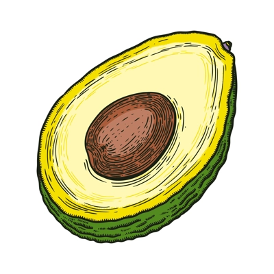 Hand drawn avocado illustration. Cut half piece with core and flesh. Ripe fruit sketch in engraved style. Raw fresh vegetable with seed. Healthy vegetarian food drawing isolated on white background